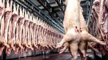 Dramática situación de pequeños productores de carne de cerdo por la apertura importadora
