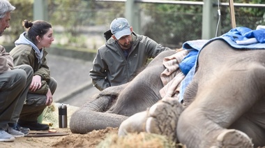 La Plata: "Pelusa", la elefanta que entretuvo a generaciones de chicos durante décadas, atraviesa horas muy difíciles