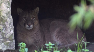 El Bioparque platense recibió y brinda tratamiento a un puma rescatado en Maipú