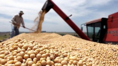 "Podemos crecer rápidamente un 10% en la productividad" de soja, aseguró el presidente de Acsoja