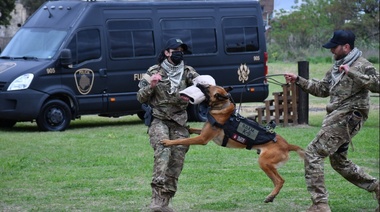 Cómo se entrenan los perros superagentes de la Policía de la Ciudad que previenen delitos y detectan explosivos