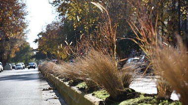 Colocaron más de 700 plantas en el divisor central de la Avenida 13 desde 44 a 50