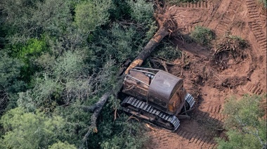 Sin bosques, el yaguareté se extingue en la región chaqueña