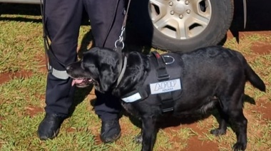 La Aduana "jubiló" a Filli, una perra labradora antinarcóticos de 10 años