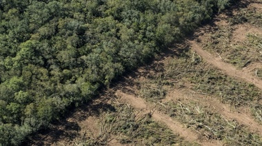 Otra cara del modelo agroexportador: Argentina es uno de los diez países que más montes destruyen