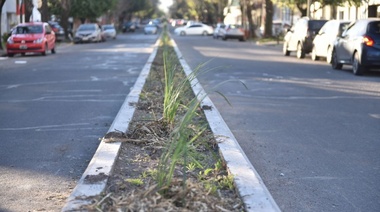 Con la llegada de la primavera, plantaron más de 300 dietes en el divisor central de Avenida 25