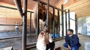A la elefanta Pelusa la empezó a evaluar y diagnosticar un experto hindú