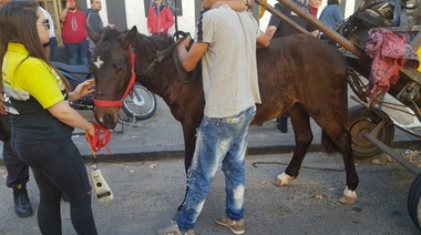 Con Juana, en La Plata ya se recuperaron 28 equinos desde que empezó el año