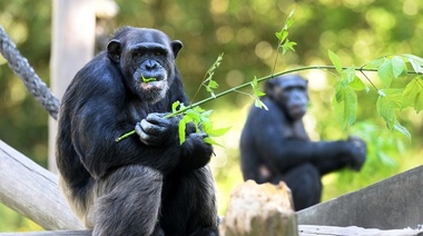Una familia de chimpancés es trasladada del Bio Parque municipal a un santuario de Brasil