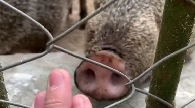 Denuncian penalmente a jóvenes que rompieron cuarentena y entraron a Bioparque de La Plata