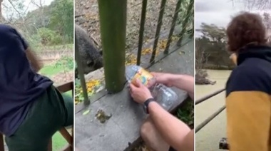 Demoran a los dos jóvenes que rompieron cuarentena y entraron al Bioparque de La Plata