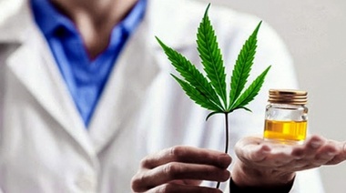 En los próximos meses se comenzará a producir aceite de cannabis en Misiones