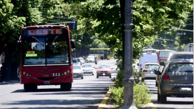 Balotaje presidencial: el domingo 19 el transporte público funcionará de manera gratuita en la ciudad de La Plata