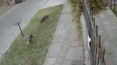 La Plata: Dos perros pitbulls tienen en jaque a un barrio