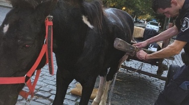 La Plata: Otro caballo con signo de maltrato fue rescatado por la Municipalidad