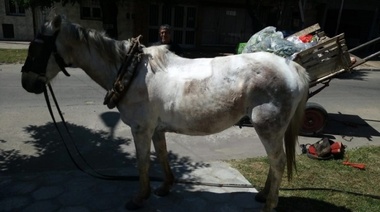 Rescatan a dos caballos con signos de maltrato en operativos de protección animal