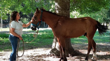 Rescatan a un equino con signos de maltrato que era trasladado en una camioneta