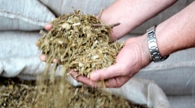 El consumo interno de yerba mate acumuló más de 235 millones de kilos de enero a octubre