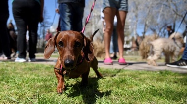 Convocan a organizaciones de protección animal a ser parte del circuito de ferias habilitadas por el Municipio