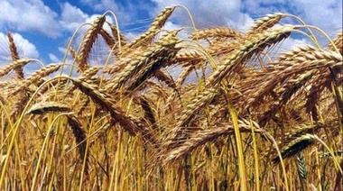Estiman que la producción de trigo y cebada se vería afectada por las heladas en el sur bonaerense