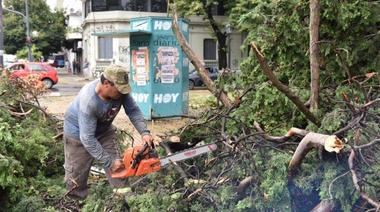 El día después: Más de 350 árboles caídos, 12 viviendas con voladuras de techos y cables caídos es lo que dejó el temporal que afectó a La Plata