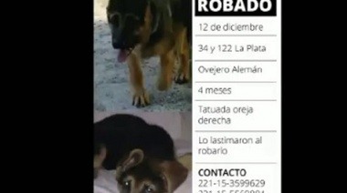 En La Plata, roban un ovejero alemán cachorro, quedaron filmados y familia ofrece recompensa para recuperarlo