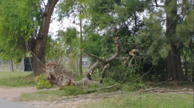Caída de gran árbol provocó un corte de luz en Sicardi