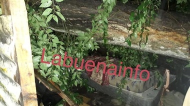 La Plata: Un árbol cayó en un casa y mató a una persona