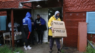 Despliegan operativo de protección animal para liberar a gallos de riña secuestrados en Romero