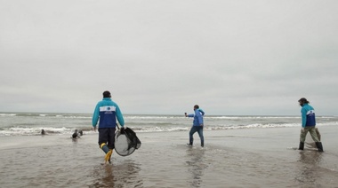 Ambiente participó de la liberación de tres lobos marinos en su hábitat