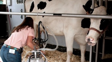La producción de leche será este año la más baja de la década, según informe privado