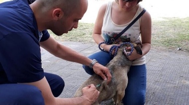 Continúan las jornadas gratuitas de vacunación y desparasitación de mascotas en plazas y parques de la ciudad de La Plata