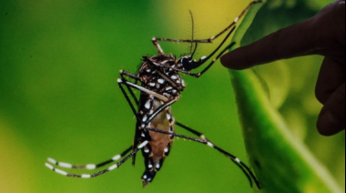 Argentina notifica más de 252.000 casos de dengue en lo que va de 2024