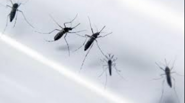 Dengue en Argentina: suma 333 mil los casos registrados