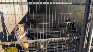 De locos: En Chivilcoy entraron a un hogar de perros abandonados, soltaron 120 y murieron siete en peleas
