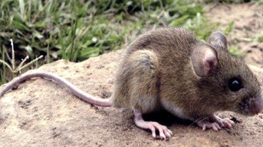 Confirman un nuevo caso de hantavirus en Lobos y ya son siete en la provincia de Buenos Aires