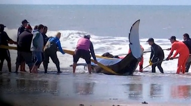Intentan devolver al mar a siete orcas encalladas en la costa
