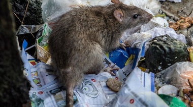 Murió una joven con hantavirus que estaba internada en La Plata, es el primer deceso en la provincia