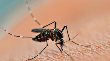 Un nuevo caso de dengue en  Mar del Plata