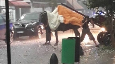 Se viralizó un gran gesto: Colchonera de La Plata, ayudó a un caballo que era apabullado por el granizo