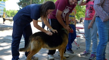 Este sábado: Nueva jornada de vacunación y desparasitación para mascotas en San Carlos