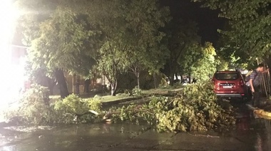 A las 20.30 había contabilizados al menos 20 árboles caídos en La Plata y apagones en distintos barrios