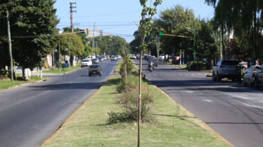 Plan de Forestación 20-25: Plantaron nuevos tilos en avenida 13 desde 72 a 76
