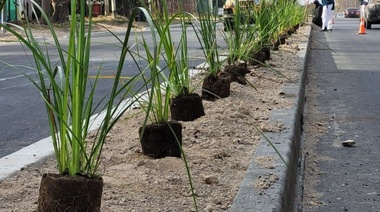 Se colocaron 400 ejemplares arbóreos en el nuevo tramo ensanchado de Avenida 131
