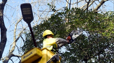 En La Plata comenzó la temporada de poda y el Municipio proyecta intervenir más de 30 mil ejemplares