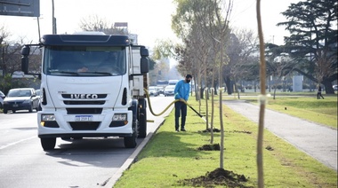 Plantaron nuevos fresnos sobre la rambla de avenida 532 en Tolosa