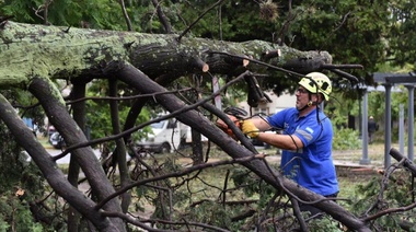 En La Plata, el temporal dejó más de 500 árboles y ramas de gran portes caídas en diferentes barrios