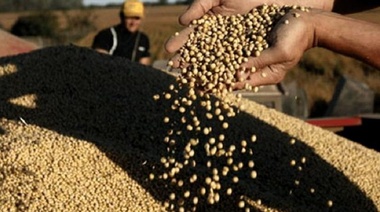 El precio de la soja retrocedió más de US$ 12 en Chicago, mientras que el trigo operó en alza