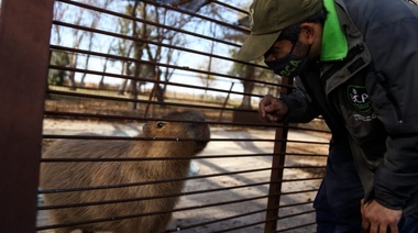 El Ministerio de Ambiente convocará a centros de rescate y rehabilitación de fauna silvestre de todo el país