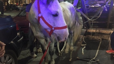 "Copo de nieve" es el caballo número 25 rescatado por la Municipalidad
